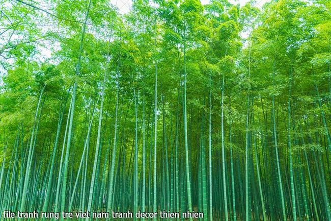 file tranh rung tre viet nam tranh decor thien nhien